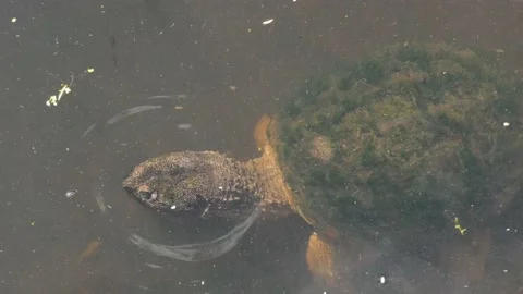 Common Snapping Turtle, E North America Stock Footage 136319812