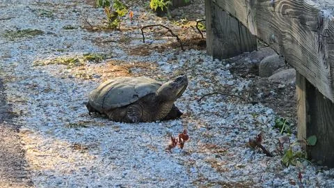 Common Snapping Turtle Extending Neck Near Wooden Structure Stock Photos