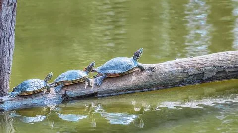 Common snapping turtle on a fallen log in a small pond. Animals in the wildli Stock Photos
