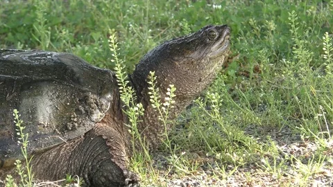 Common Snapping Turtle Stock Footage 80091471