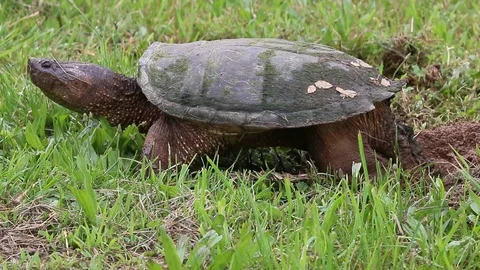 Common Snapping Turtle Vidéo 113238352