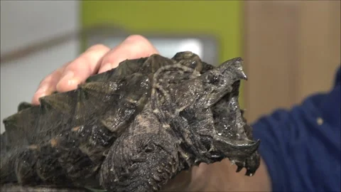 Common snapping turtle Stock Footage 263249815
