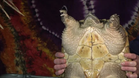 Common snapping turtle Stock Footage 263250026