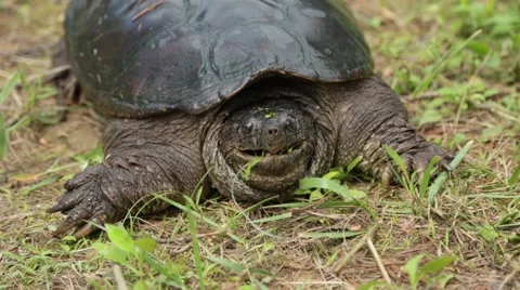 Common Snapping Turtle Stock Footage ~ Royalty Free Stock Videos | Pond5