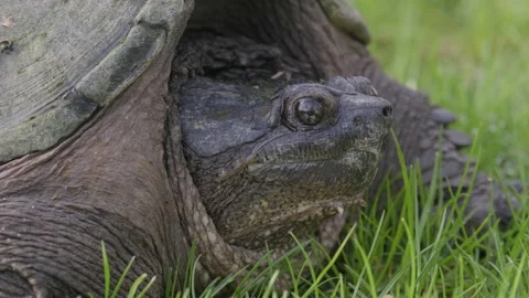 Common Snapping Turtle on Green Grass Close Up Shot Stock Footage 131667251