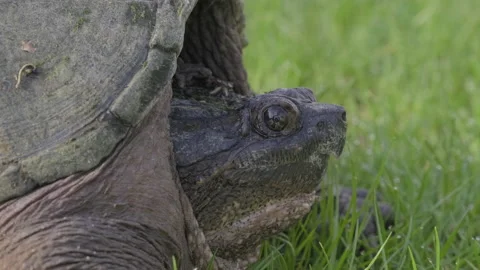 Common Snapping Turtle on Green Grass Close Up Stock Footage 131667816