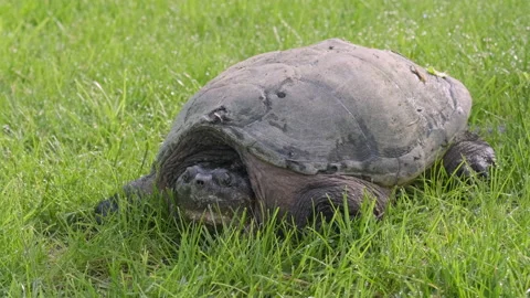 Common Snapping Turtle on Green Grass Stock Footage 131668828