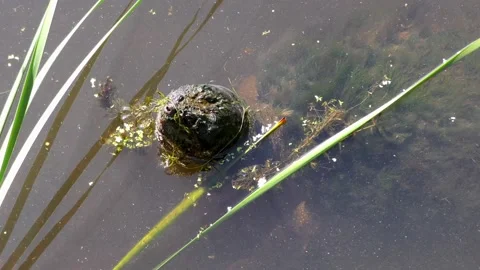 Common Snapping Turtle, with head out of water, E North America Stock Footage 136320368