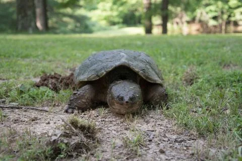 Common snapping turtle laying eggs Stock-Fotos