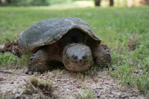 Common snapping turtle laying eggs Fotos de archivo