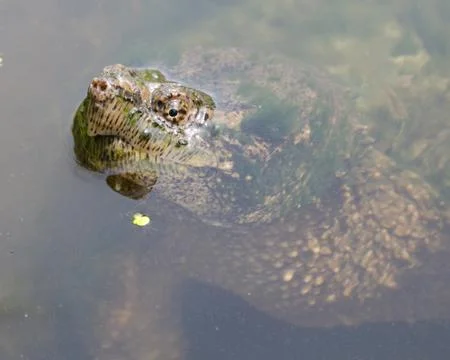 Common snapping turtle Stock-Fotos