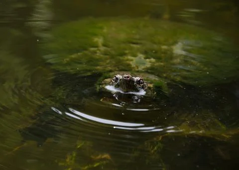 Common snapping turtle 스톡 사진