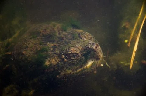 Common snapping turtle 스톡 사진