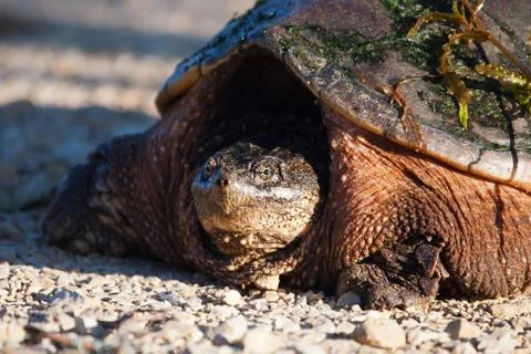 Common snapping turtle Stock Photos