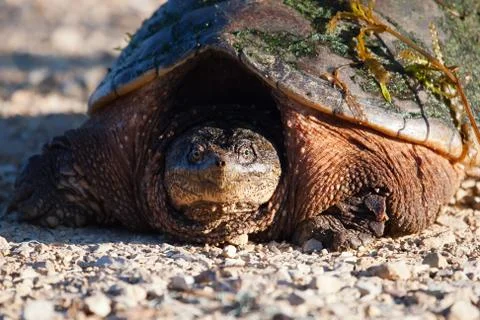 Common snapping turtle Stock Photos