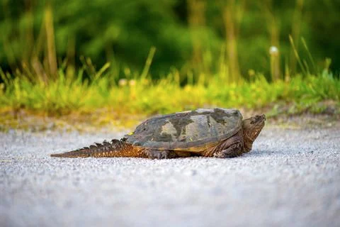 Common Snapping Turtle Stock Photos