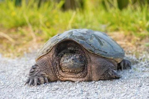 Common snapping Turtle Stock Photos