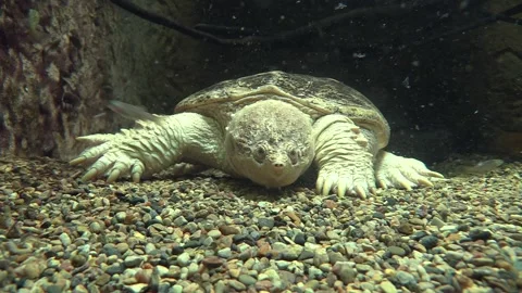 Common Snapping Turtle Predation Kill Capture Eating Swallowing Small Fish Stock Footage 133199880