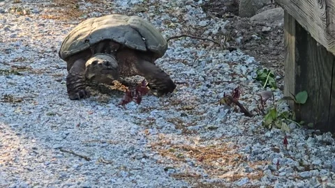 Common Snapping Turtle Raising and Extending Neck Stock Footage 340296782