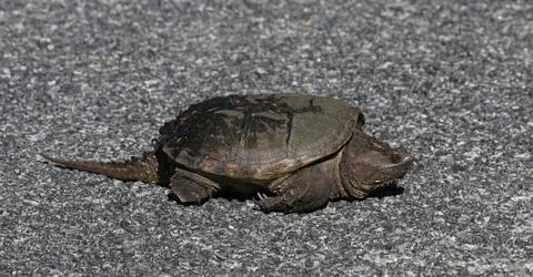 Common Snapping Turtle on the Road Stock Photos