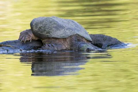 Common Snapping Turtle slipping into the water - Ontario, Canada Stock Photos