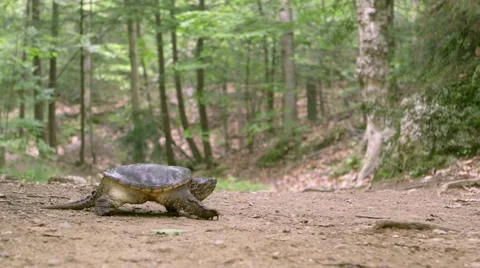 Common Snapping Turtle slowly walking on a dirt path in a forest. (Dolly Shot) Stock Footage 55110823