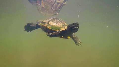 Common Snapping Turtle Underwater Bubbles Animated Cinemagraph Stock Footage 241523461