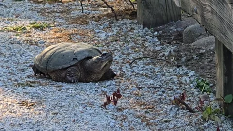 Common Snapping Turtle Walking Toward Camera Stock Footage 340296781