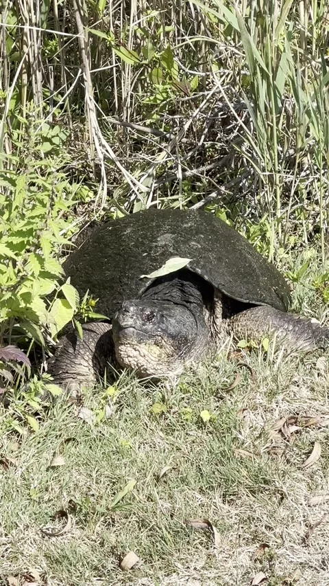Common Snapping Turtle on Western Long Island Vídeos de archivo 327330982