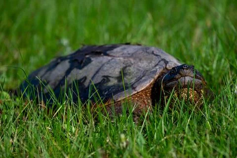 Common snapping turtle in Wisconsin Stock Photos
