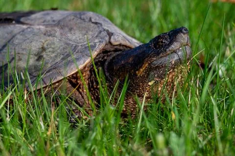 Common snapping turtle in Wisconsin Stock Photos