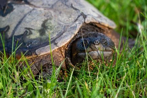 Common snapping turtle in Wisconsin Stock Photos