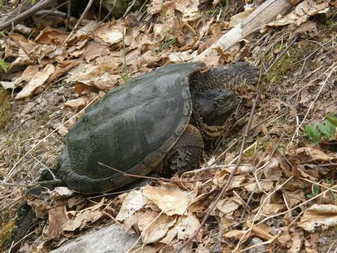 Common Snapping Turtle in the woods Stock Photos
