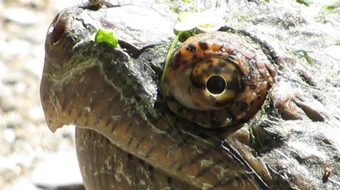 Common snapping turtle's impressive eye Stock Footage 39841741