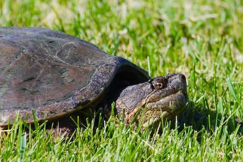 Common snapping turtles Stock Photos