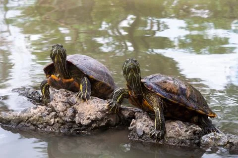 A common snapping turtles on the rock in the pond Stock Photos