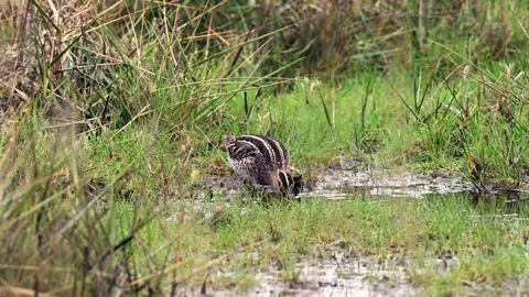 Common Snipe B Video stock 262067339