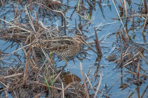 Common snipe camouflaged with background Stock Photos