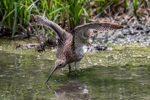 Common snipe drinks in a pond explaining its wings Stock Photos
