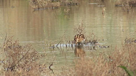 Common Snipe finding and hunting worms in spring lake, Gallinago gallinago Video stock 44748621