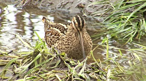Common Snipe finding and hunting worms in winter snow pond, Gallinago gallinago Vídeos de archivo 44748756