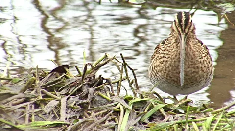 Common Snipe finding and hunting worms in winter snow pond, Gallinago gallinago Stock Footage 44748796