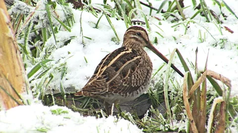 Common Snipe finding and hunting worms in winter snow pond, Gallinago gallinago Vídeo Stock 44748835