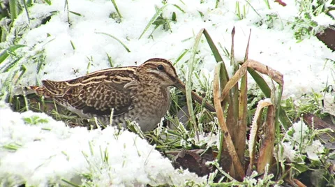 Common Snipe finding and hunting worms in winter snow pond, Gallinago gallinago Stockbeeldmateriaal 44748935