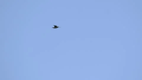 Common Snipe Flying Through Clear Blue Sky in Iceland 4K Wildlife Footage Stock Footage 339794097