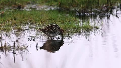 Common Snipe A Video stock 262067056