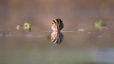 Common Snipe foraging in a calm lake with a clear reflection. Stock Footage 333440866
