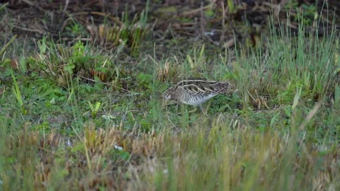 Common Snipe foraging feeding and running to hide by the waters edge real time Vidéo 162400690