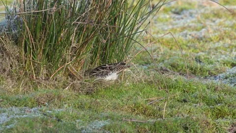 Common Snipe, Gallinago gallinago feeding on frozen marshes Stock Footage 231885652