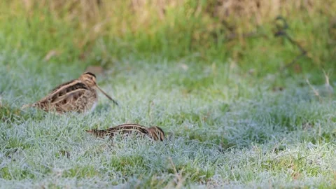 Common Snipe, Gallinago gallinago - feeding birds on frost marshes 動画素材 261904341